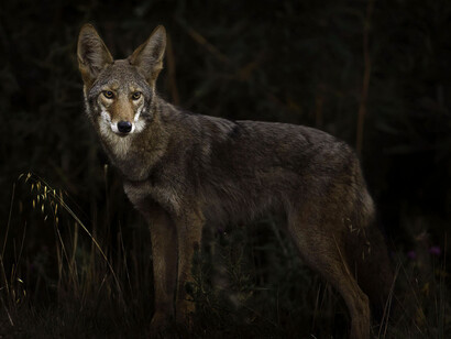 Coyote en la oscuridad