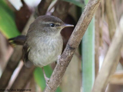 Sunda Bush Warbler © Gehan de Silva Wijeyeratne 