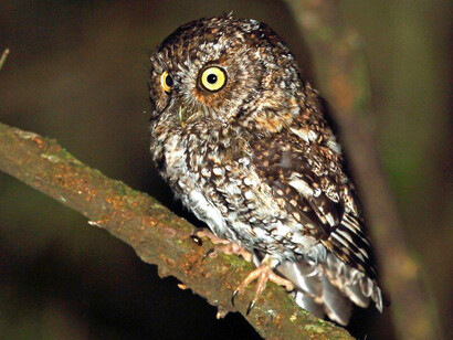 Tecolote, ave nocturna a la que se le relacionaba con los dioses del inframundo