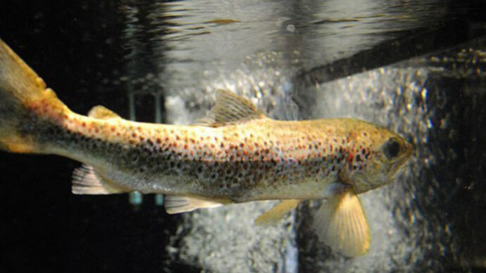 Creatures. Courtesy of Montshire Museum of Science