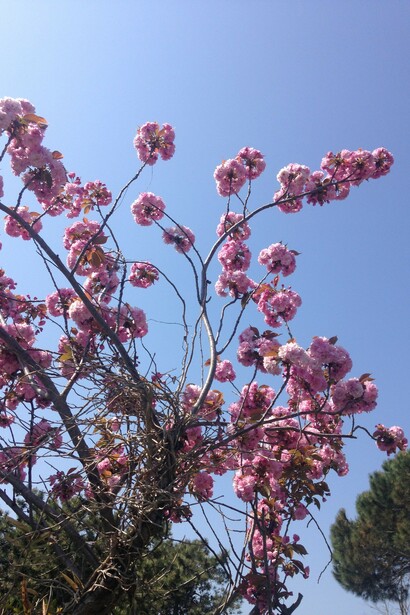 Prunus serrulata “Kanzan”, Ciliegio giapponese da fiore