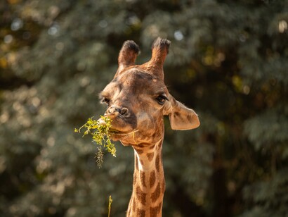 Negli ultimi trent’anni, soprattutto a causa del bracconaggio, di guerre, malattie e fame, la popolazione delle giraffe è diminuita del 40%
