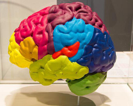 Gallery of Humankind. Courtesy of Royal Belgian Institute of Natural Sciences