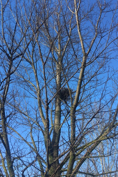 Un nido di ghiandaia su un albero di olmo