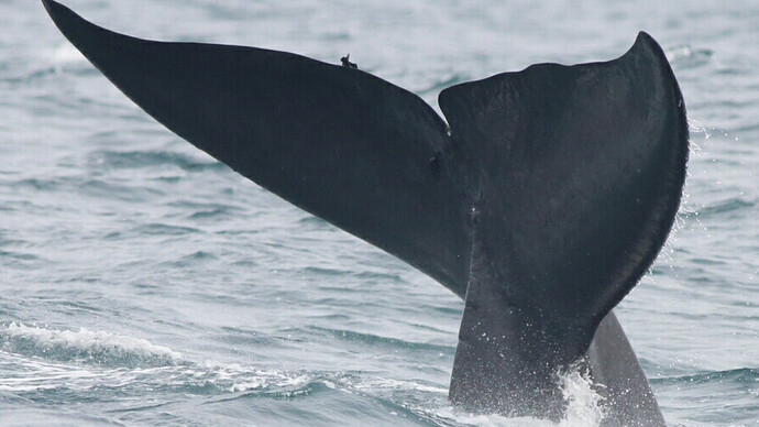 Watching Blue Whales in Mirissa © Gehan de Silva Wijeyeratne
