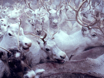 Frost. Courtesy of Canadian Museum of Nature
