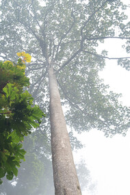 La giungla del Muller Trek nel Borneo