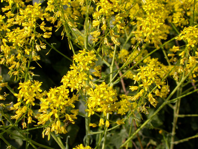 Guado (Isatis Tinctoria)