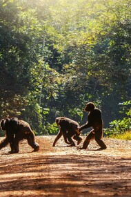 The social life of chimpanzees is very complex