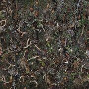 Tanya Marcuse. Courtesy of George Eastman Museum