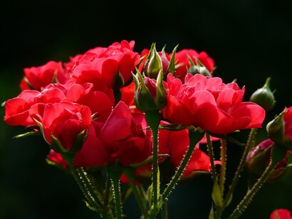Slow beauty