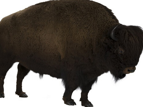 Secrets Uncovered. Courtesy of Musée de l'Amérique francophone