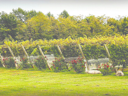 Vineyard with red roses