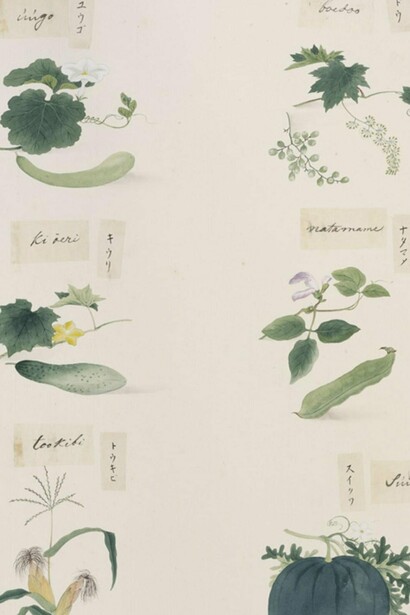 Bocetos botánicos, acuarela sobre papel, 	
Ishizaki Yūshi, entre 1817 y 1823