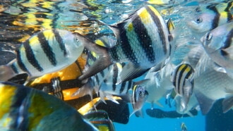 Arrecife de Agincourt, 2013, Gran Barrera de Coral, Queensland, Australia