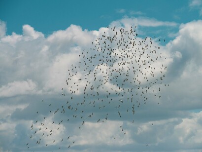Birds journeying together across a vast expanse, symbolising the collective responsibility that strengthens communities