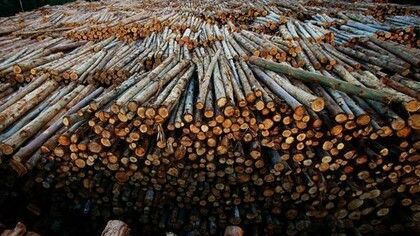 Deforestation is specially serious in places as the Amazon