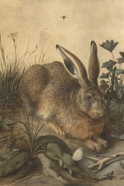Hans Hoffmann d'après Dürer, Lièvre. Avec l'aimable autorisation du Musée du Louvre