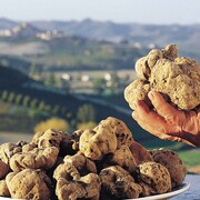La 20ma Fiera nazionale del tartufo bianco