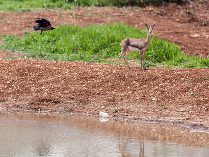 Gazelle Valley, Photo by Emil Salman