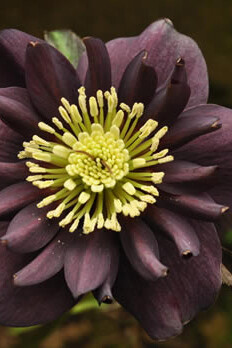 L'elleboro nero, una pianta indicata per la cura dei disturbi della psiche