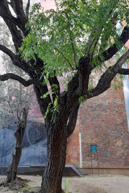 Fotografía: Oscar Farrerons. Florece entre abril y junio, unas florecillas de color amarillento, barrio Sant Gervasi — Bonanova, Barcelona, España