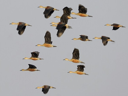 Dudhwa Tiger Reserve, ph. Aditya Havelia  