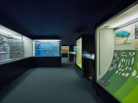 Ammonite & Thunderbolt. Courtesy of Naturhistorisches Museum Basel