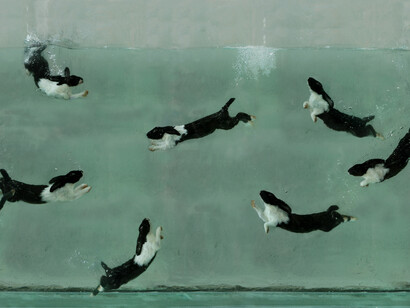 Zhou Hongbing, Aquarium, Courtesy gallery Magda Danysz gallery