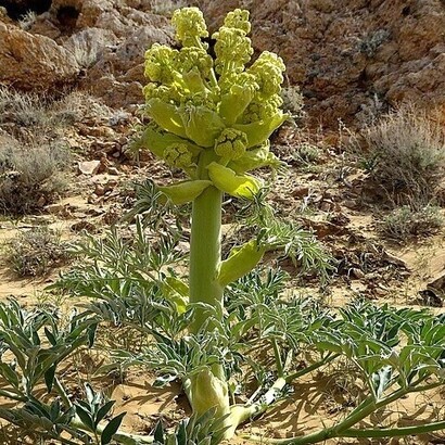 Ferula assa-foetida, è considerata come un sostituto meno efficace di un'altra pianta del genere Ferula, il silfio, ormai estinto