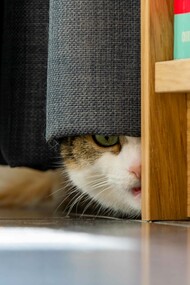 You never know what's lurking behind the curtains, best check it out and be at peace