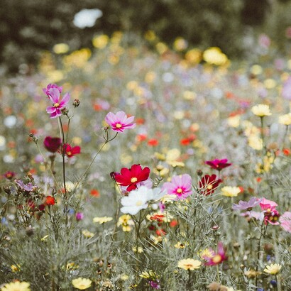 La cultura è una terapia silenziosa: non grida, non impone, ma lentamente guarisce le fratture dell’animo e del vivere insieme