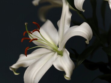 L’esperienza nei servizi di diagnosi prenatale l’ha portata a confrontarsi con situazioni emotivamente complesse legate alle scelte dei genitori