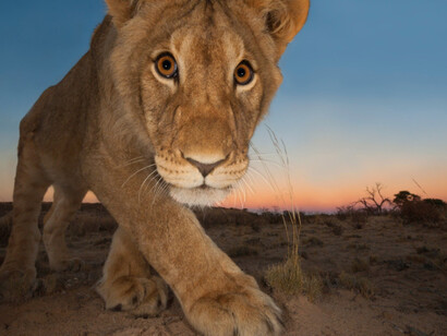 Wildlife Photographer of the Year. Courtesy of ROM 