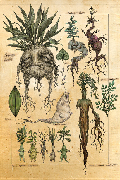Mandragora radix by zsofiadome