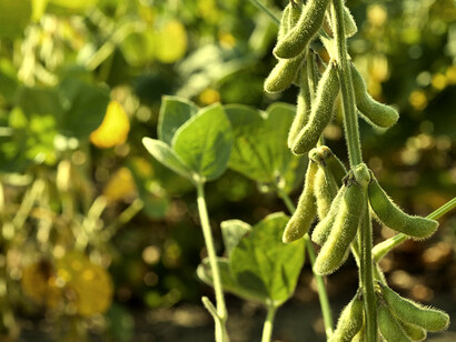 La «revolución verde», que prometía alimentos baratos y la solución a los problemas de hambre en el mundo, está llegando a su fin