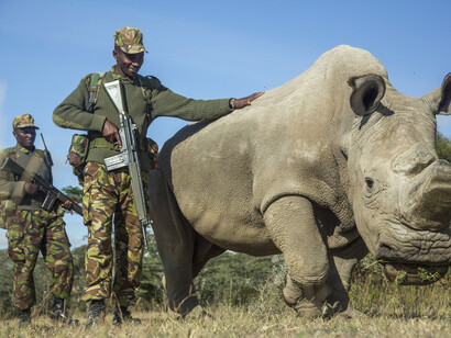 Sudán, el último rinoceronte blanco macho