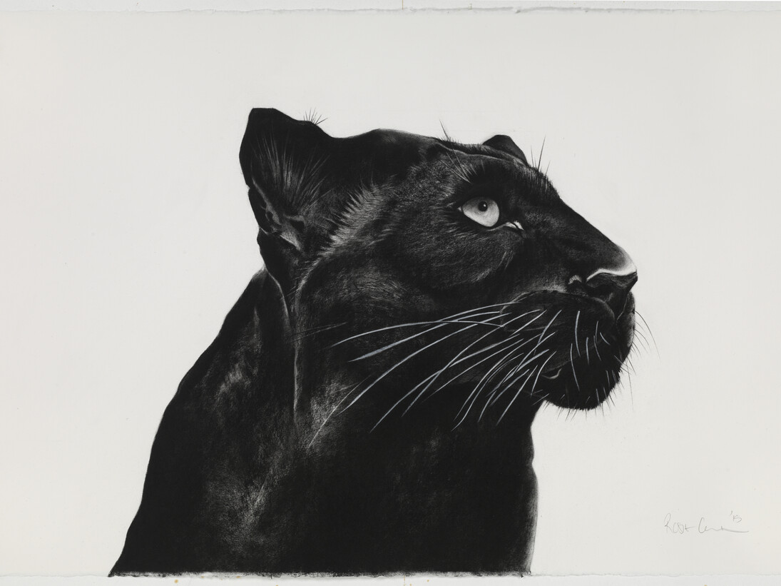 Black Panther Looking Away, charcoal on paper, 100x 64cm 