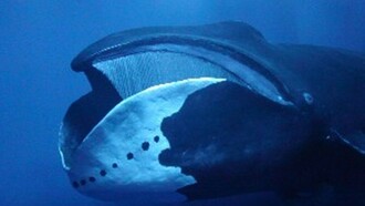 Ballenas boreales que demuestran especial resistencia a las enfermedades degenerativas
