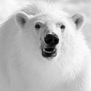 David Yarrow, Head On, 2012, Giclée fine art print on Hahnemuhle paper and finished with a deckled edge, 20 x 24 in / 50 x 62 cm, Edition of 9, courtesy of Eleven, London
