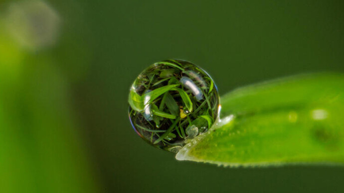 World in a Drop. Courtesy of Harvard Museum of Natural History 