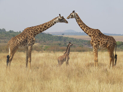Un articolo pubblicato su Mammal Review offre una nuova visione dei comportamenti sociali delle giraffe