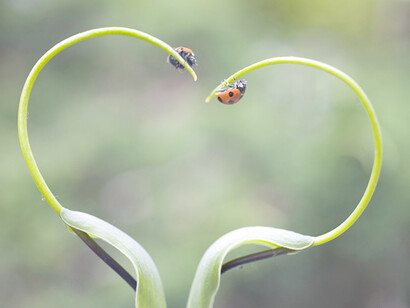Ladybug