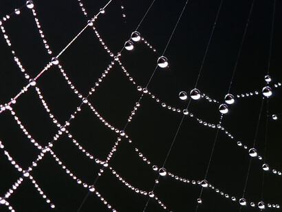 Estructura de una telaraña