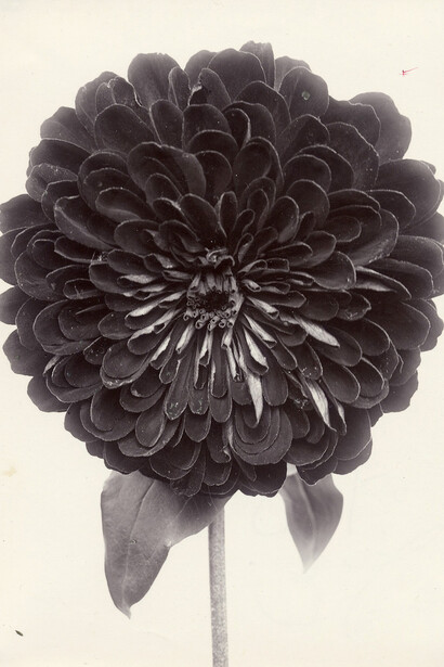 Charles Jones, Zinnia double red, c.1900. Courtesy of Howard Greenberg Galler