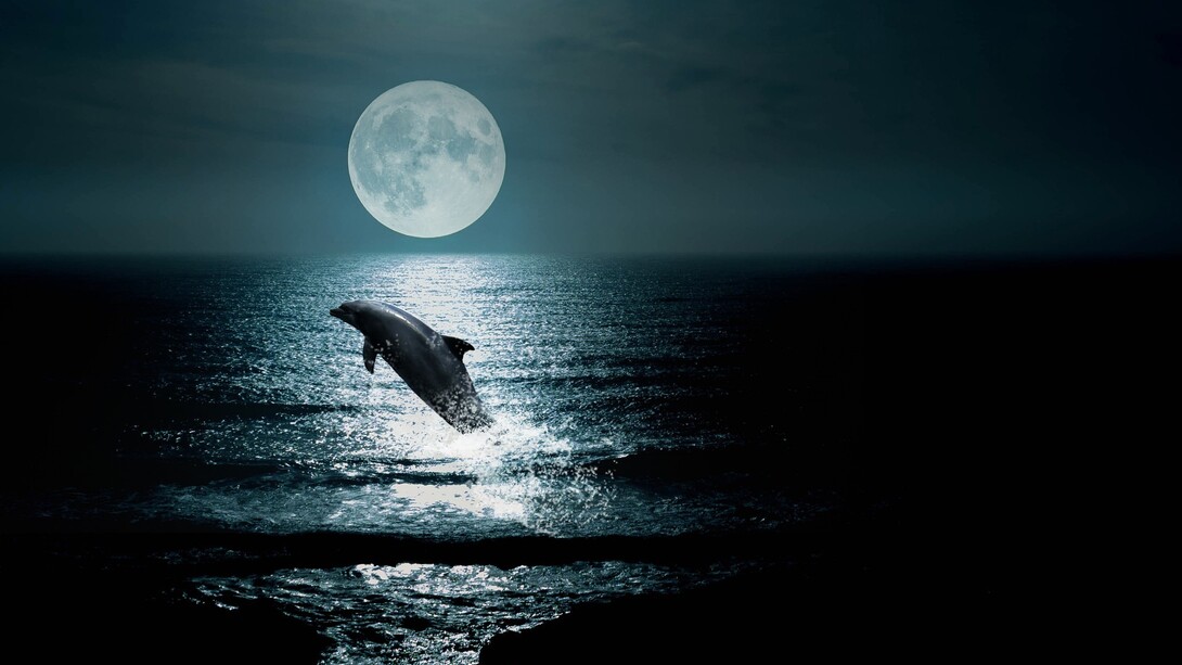 Il delfino prese a nuotare al ritmo con cui nonna Luna tesseva le maree