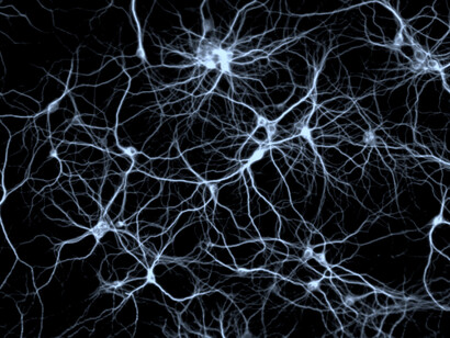 Dentro del cerebro