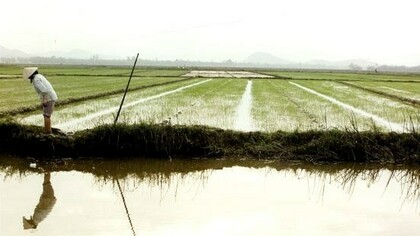 Vietnam. Campo de arroz. Foto: Sabrina Guitart 