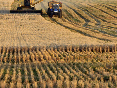 Cosecha de trigo en Argentina