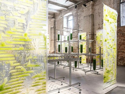 Biennale Architettura 2021, Algae, foto Claudia Zanfi